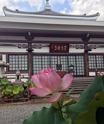 hasunohana.jpg